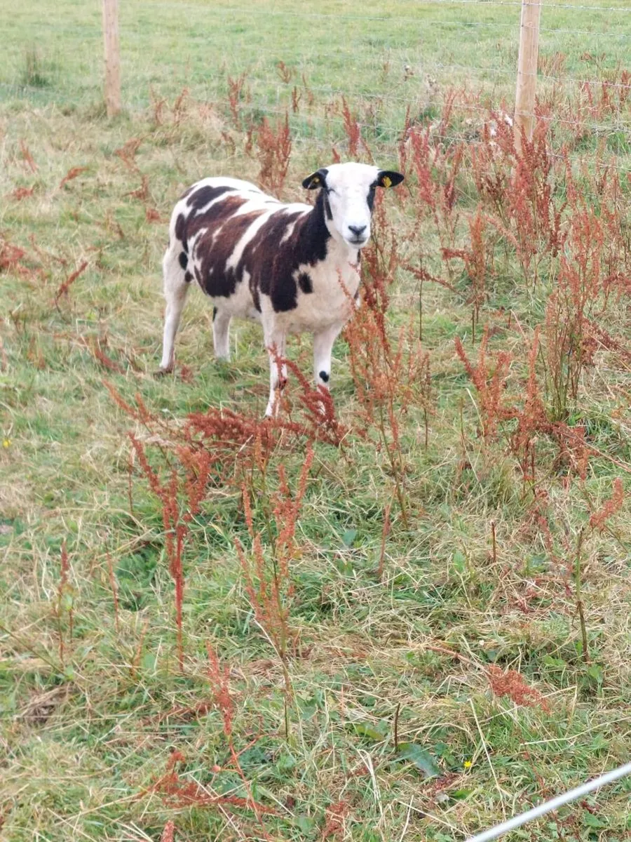 Excellent quality Dutch spotted X Hogget for sale - Image 3