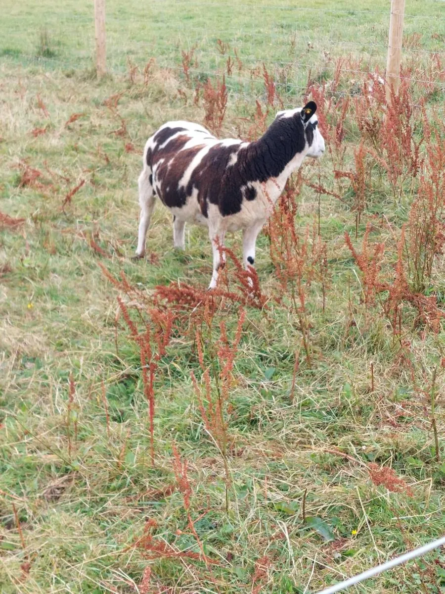 Excellent quality Dutch spotted X Hogget for sale - Image 4