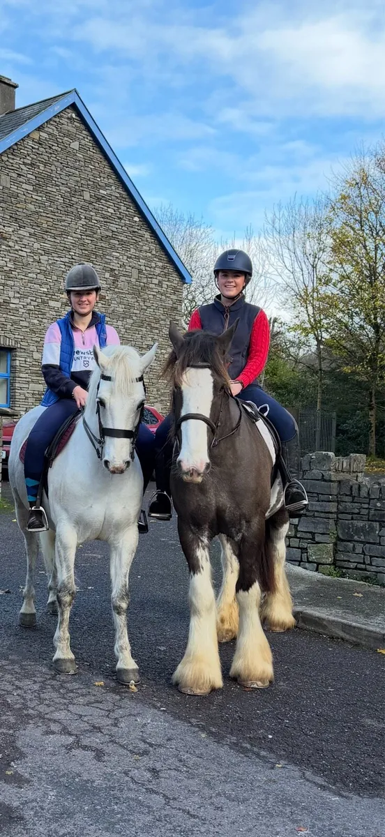 Magic Mike - 5yo Dream Cob - Image 1