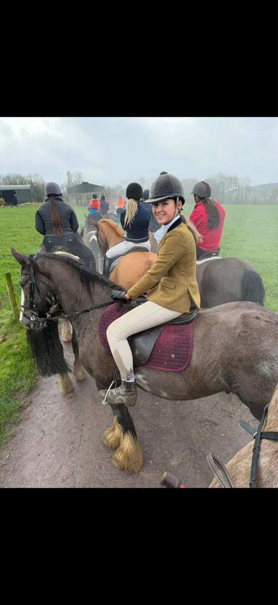 Magic Mike - 5yo Dream Cob - Image 2