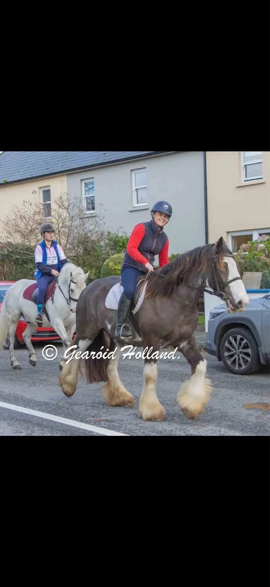Magic Mike - 5yo Dream Cob - Image 3