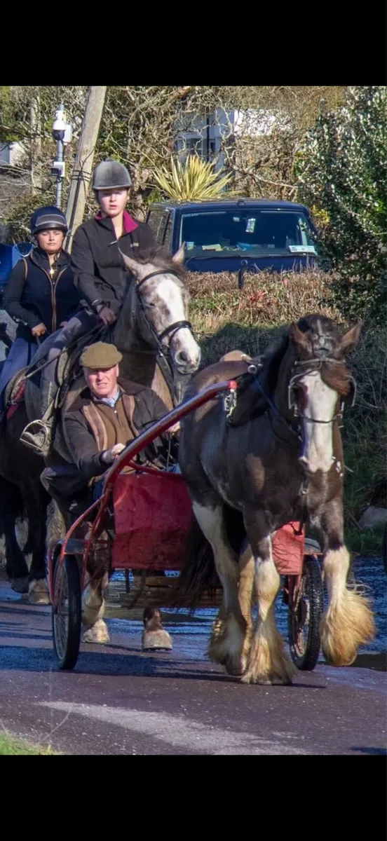 Magic Mike - 5yo Dream Cob - Image 4