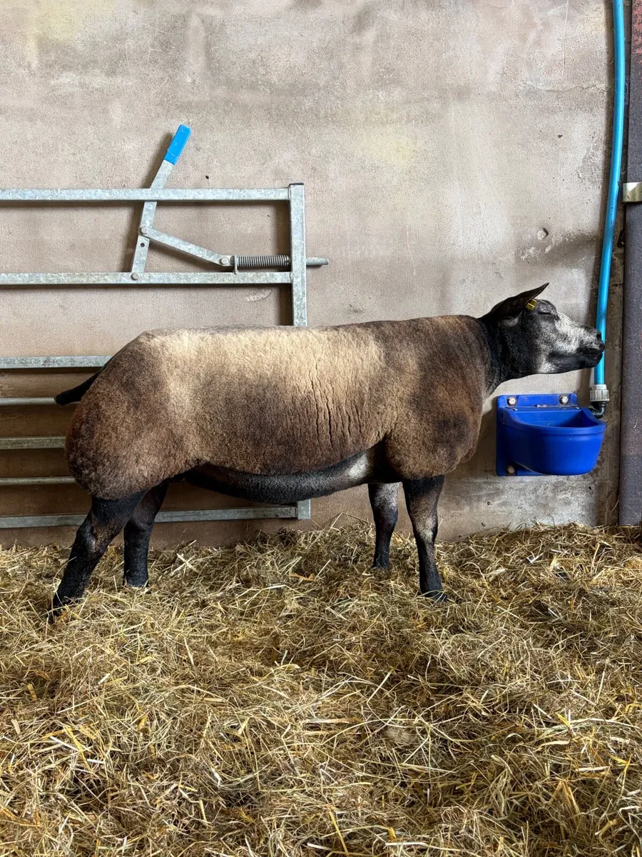 Pedigree Blue Texel Shearling Gimmers & Ewe - Image 1