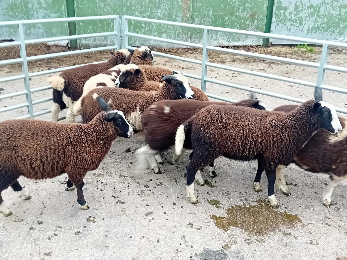 10 ewe lambs - Image 2