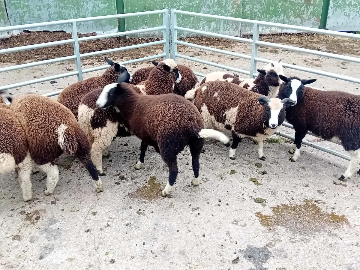 10 ewe lambs - Image 3