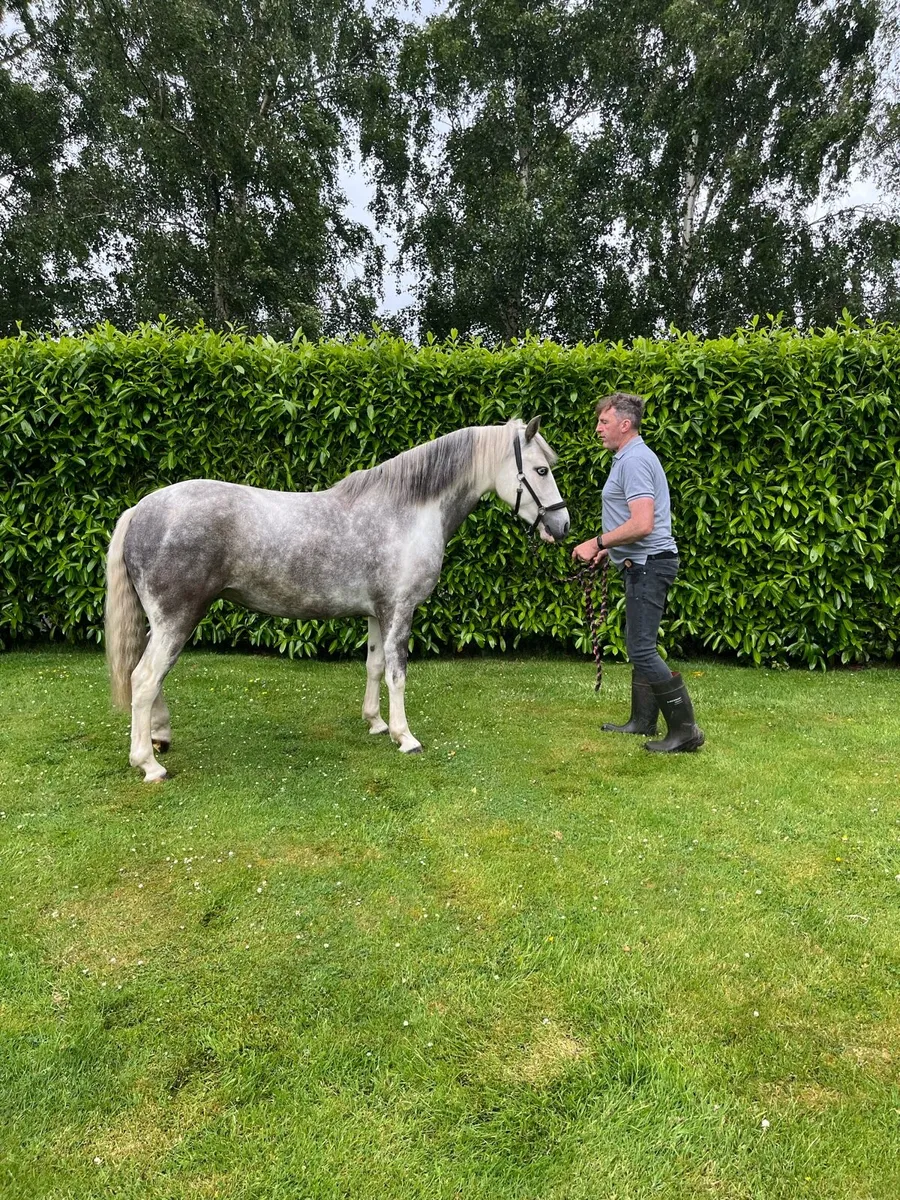 Pony - Image 1