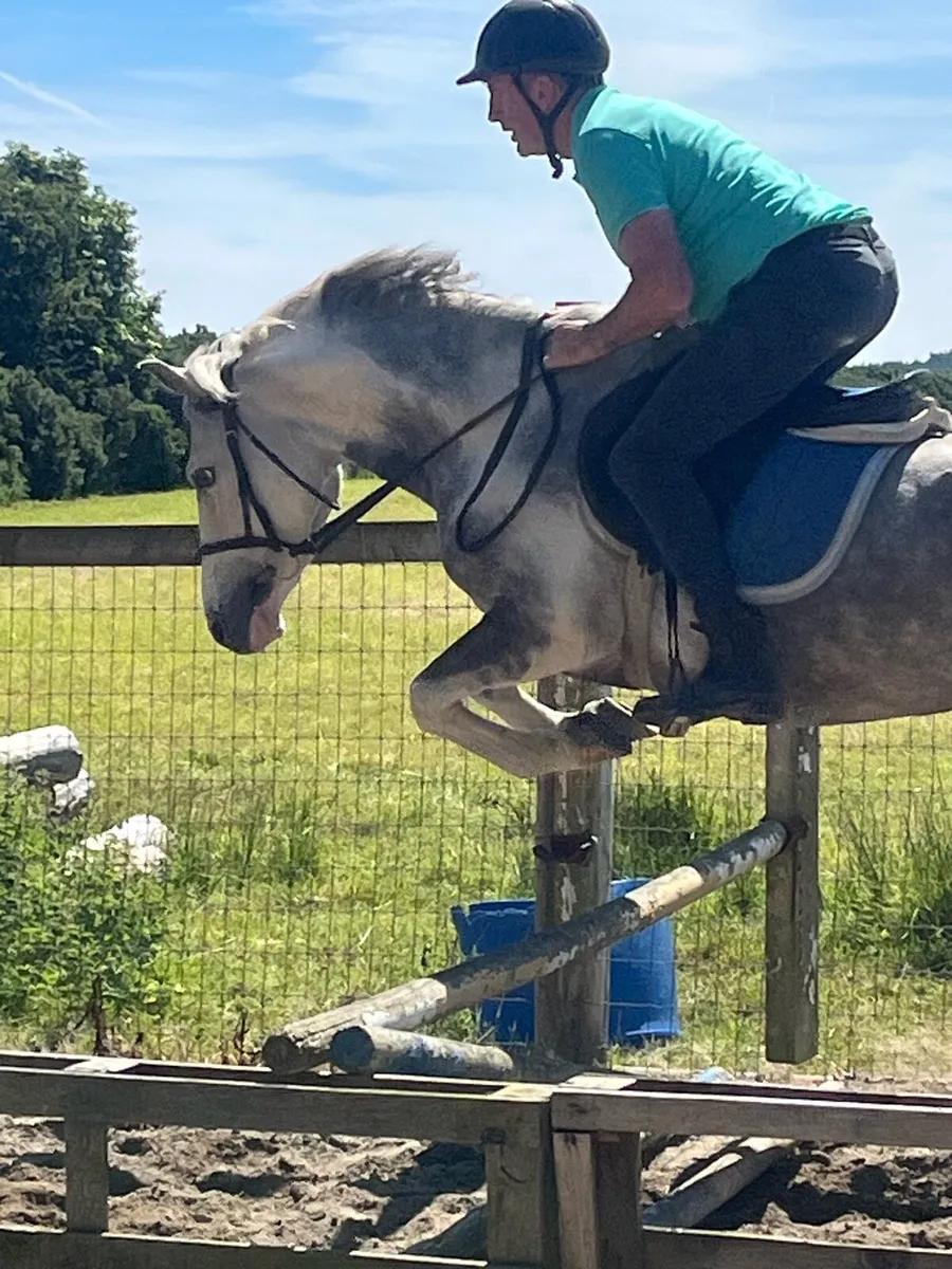 Pony - Image 4