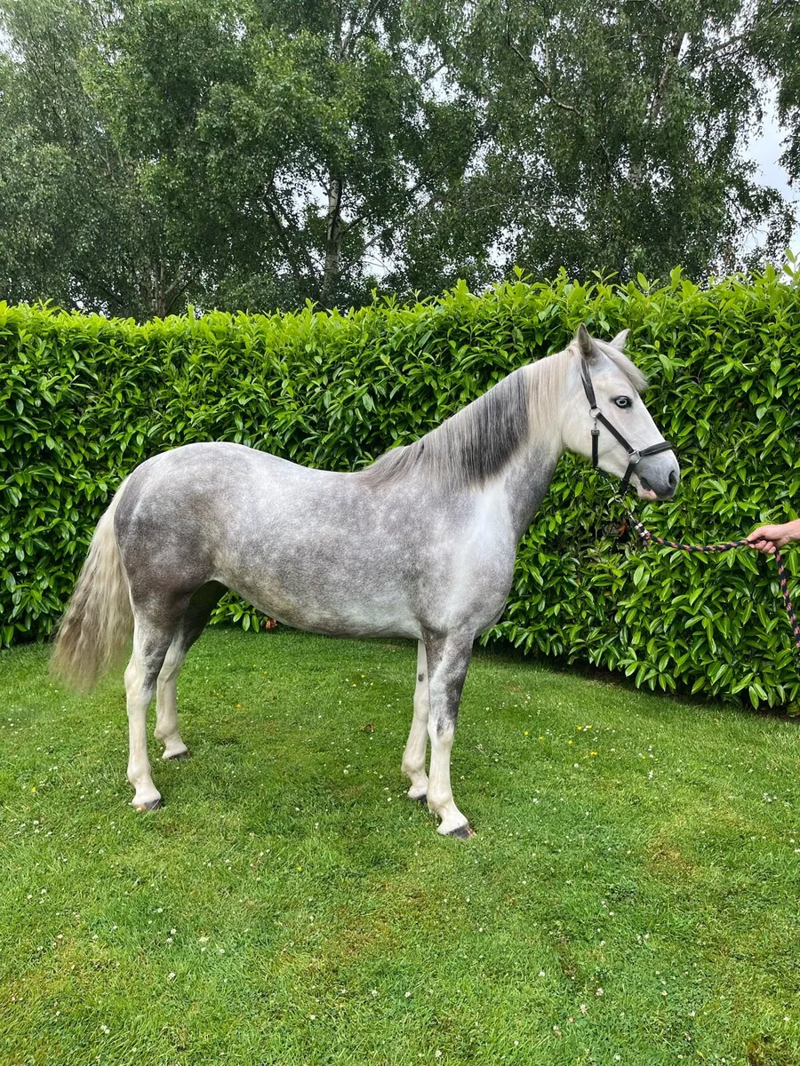 Pony - Image 2