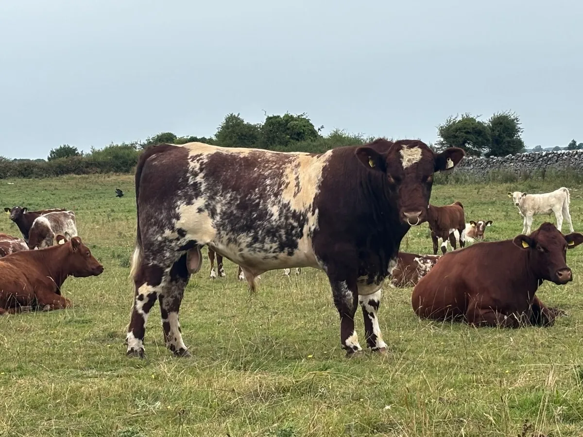 Organic PBNR Shorthorn Bull 3 year old - Image 1