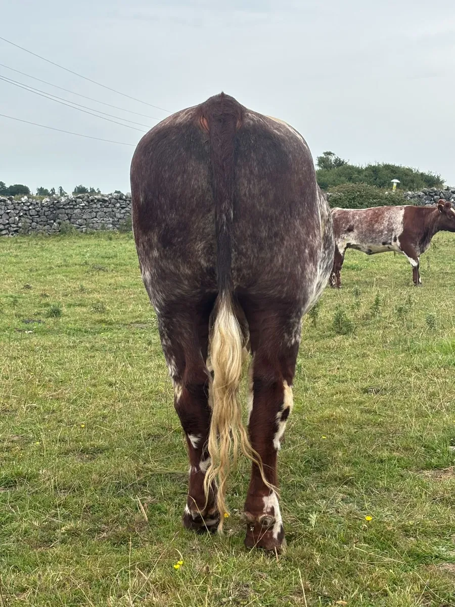 Organic PBNR Shorthorn Bull 3 year old - Image 2