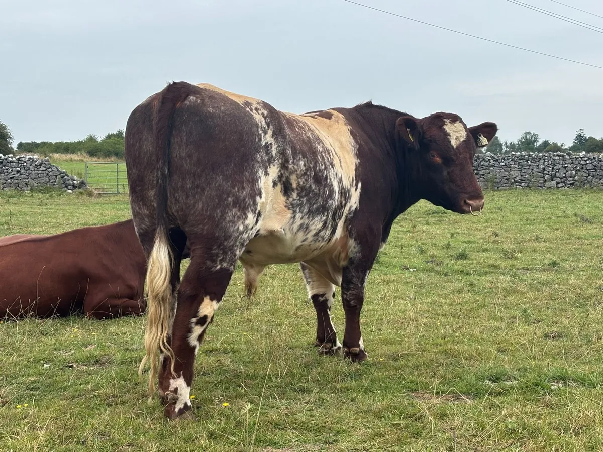 Organic PBNR Shorthorn Bull 3 year old - Image 3
