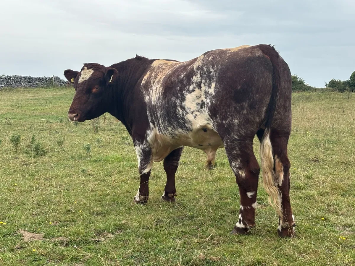 Organic PBNR Shorthorn Bull 3 year old - Image 4