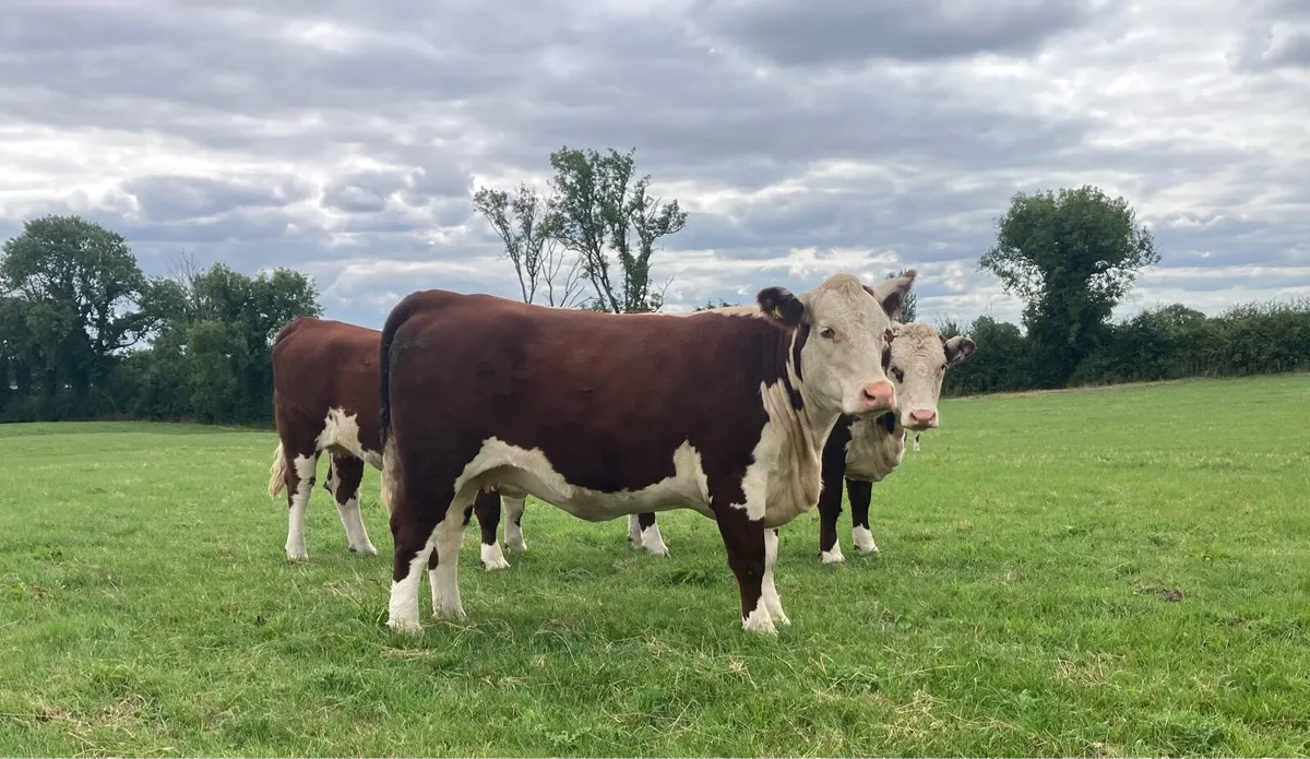 Hereford Heifers - Image 1