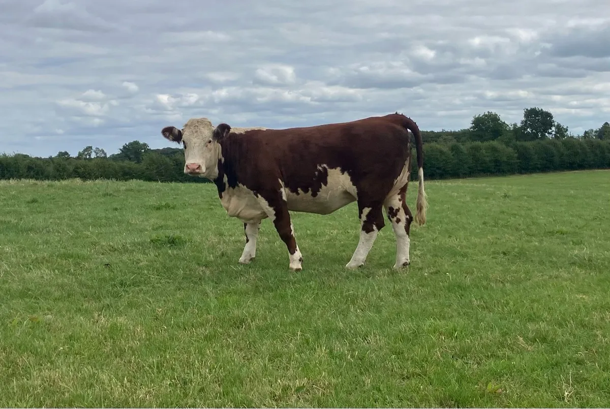Hereford Heifers - Image 2