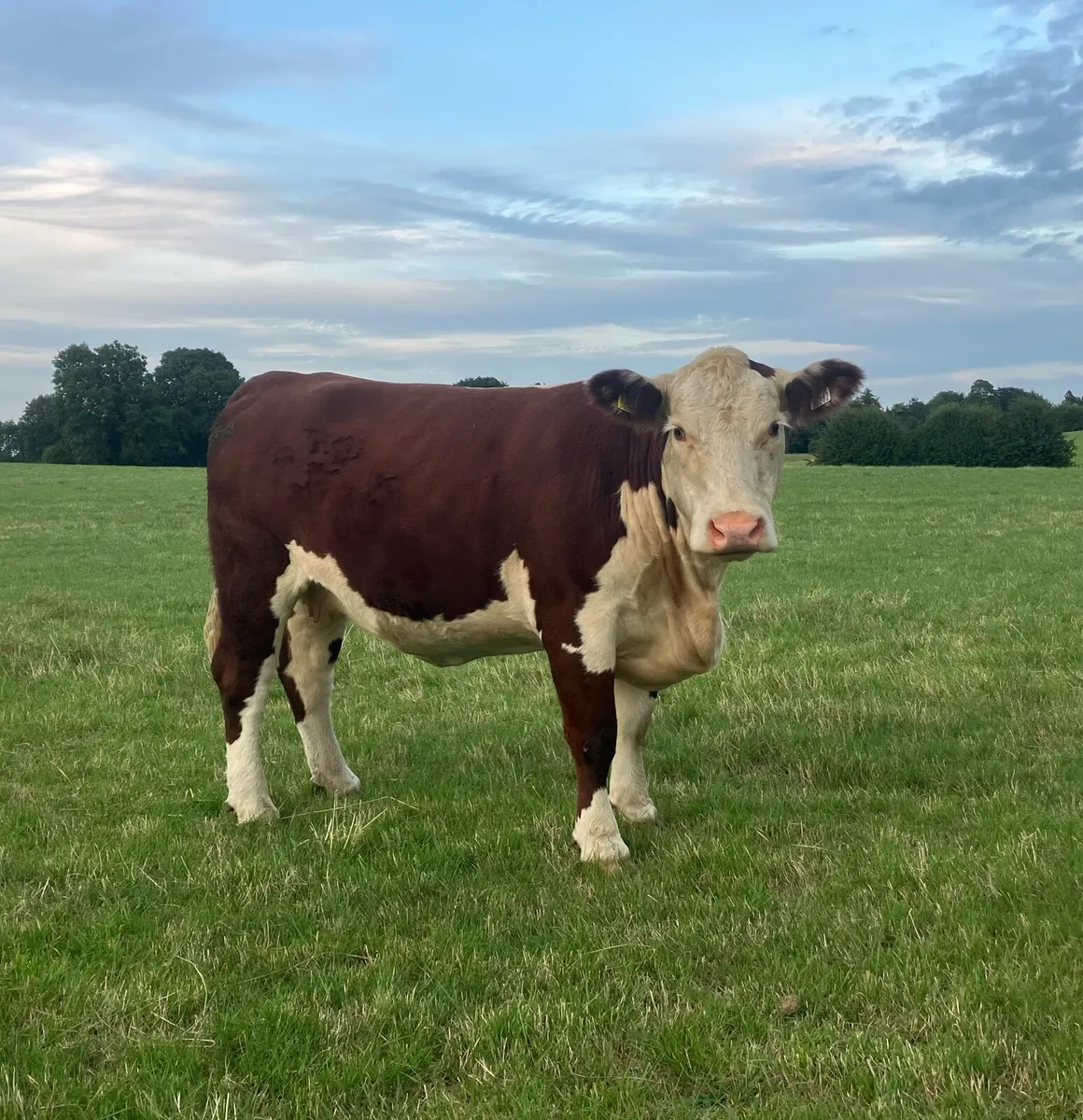 Hereford Heifers - Image 3