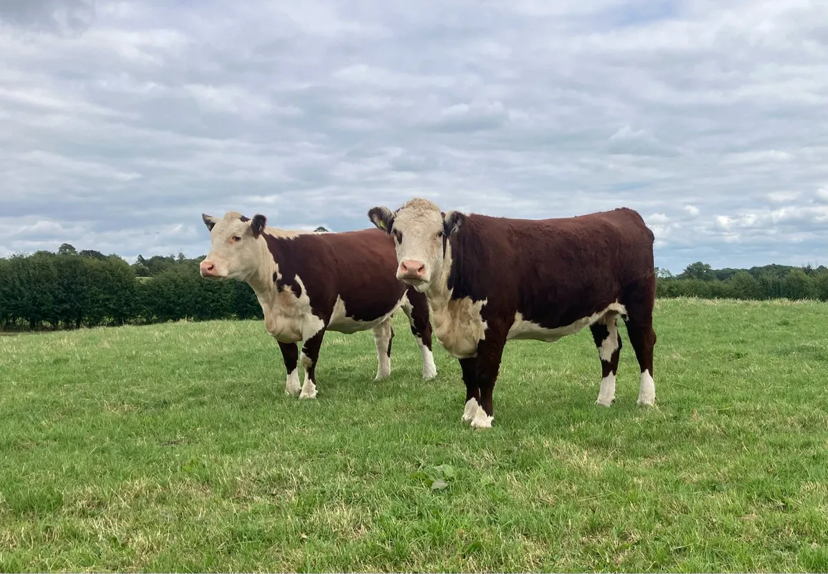 Hereford Heifers - Image 4