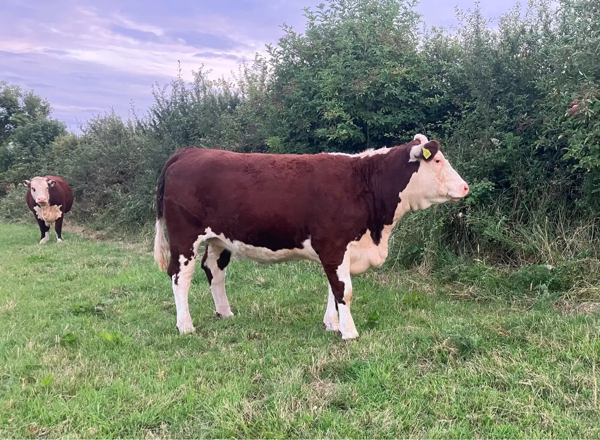Hereford Heifers - Image 1