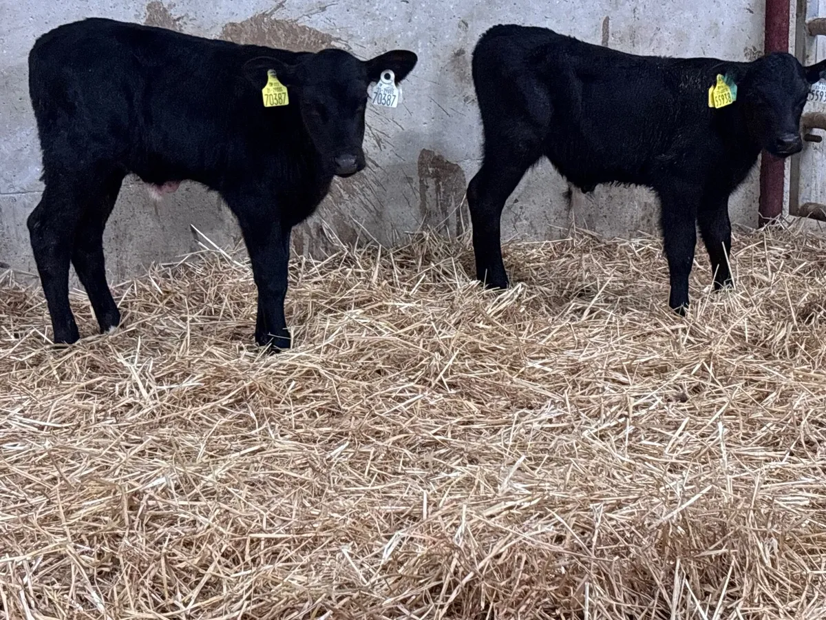 3 Angus bull calves for sale @€345 - Image 2
