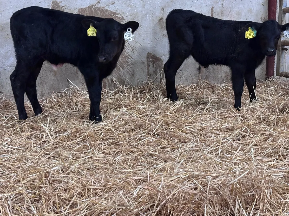 3 Angus bull calves for sale @€345 - Image 1