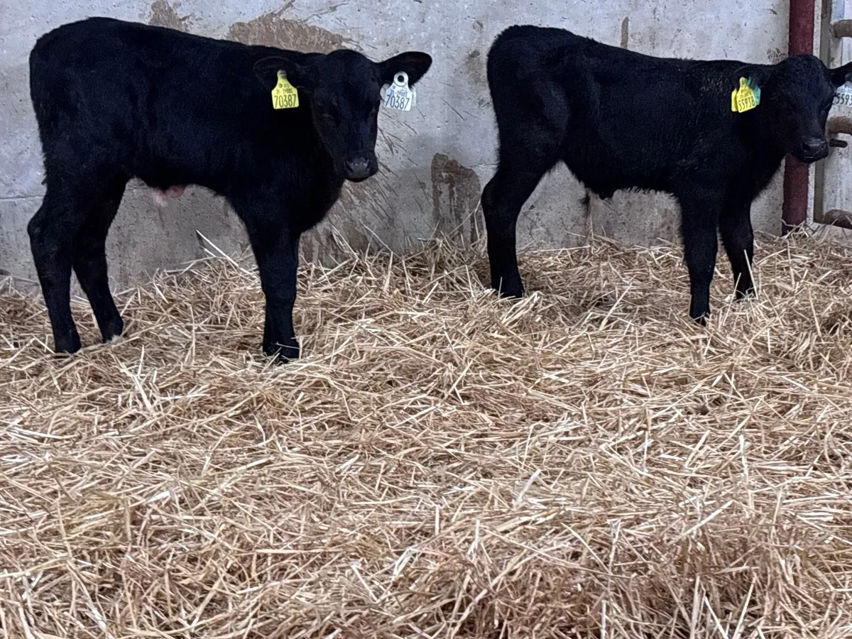 3 Angus bull calves for sale @€345 - Image 3