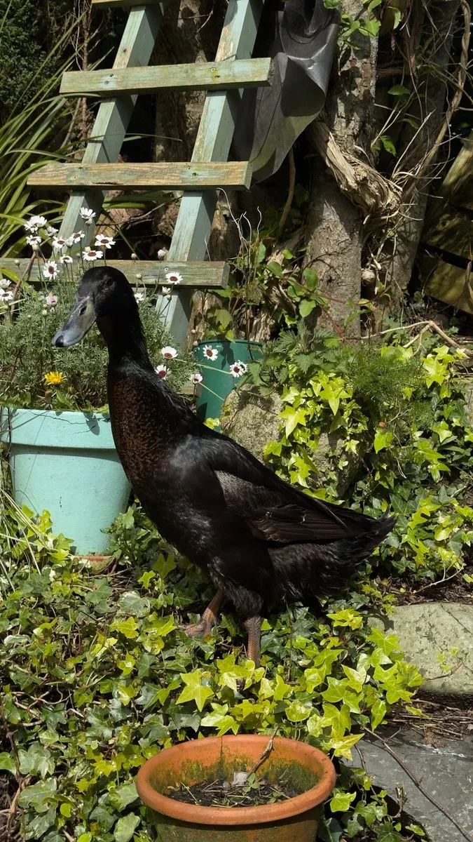 Indian Runner Duck - Image 4