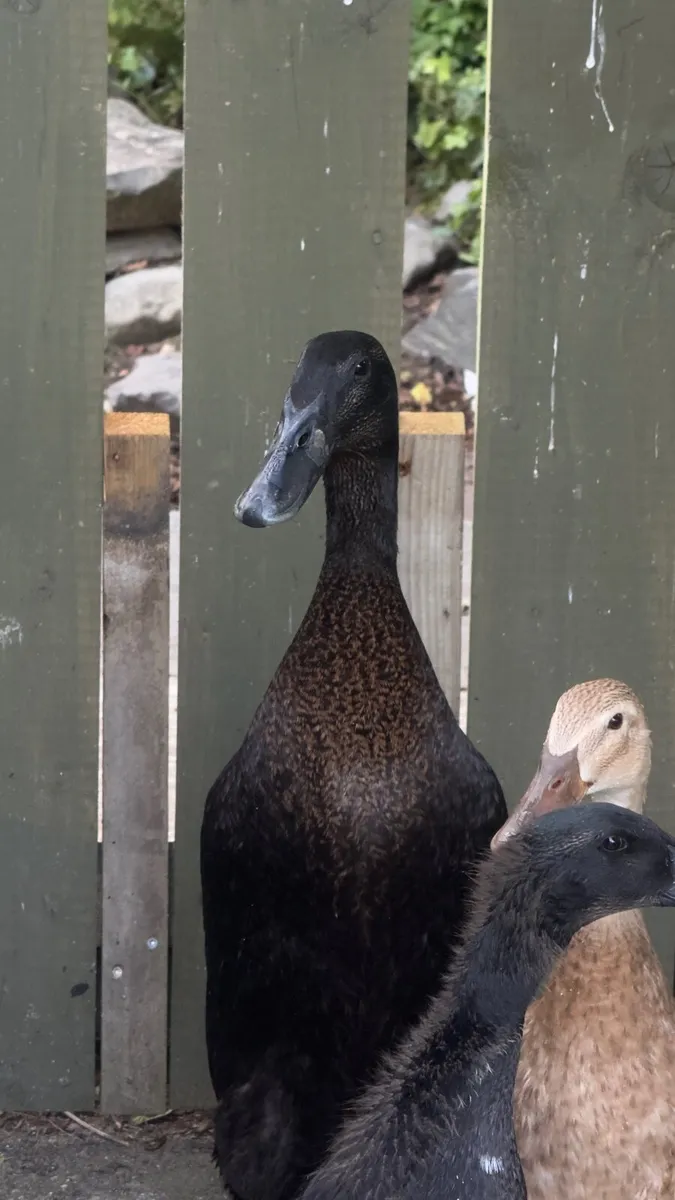 Indian Runner Duck - Image 1