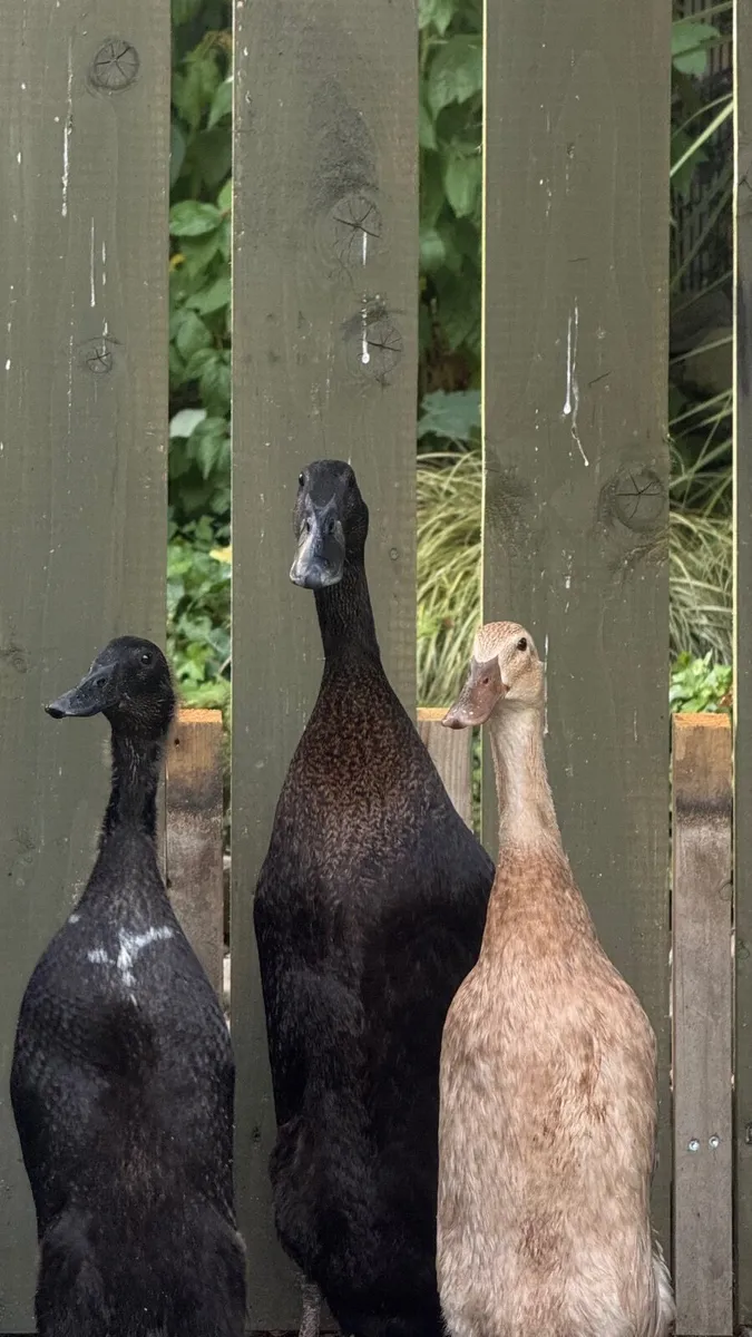 Indian Runner Duck - Image 2