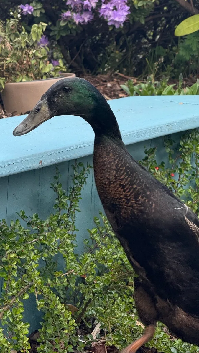 Indian Runner Duck - Image 3