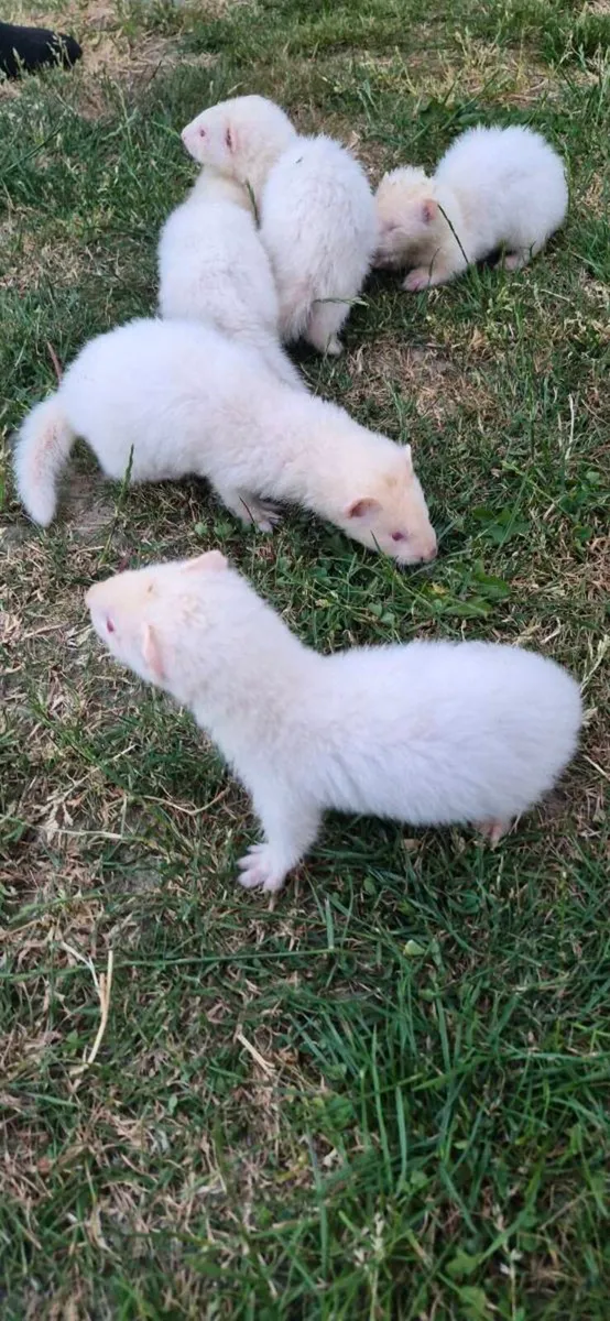 Ferret Kits - Image 2