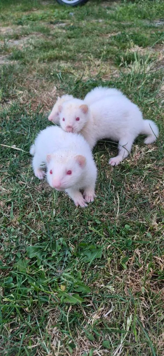 Ferret Kits - Image 1
