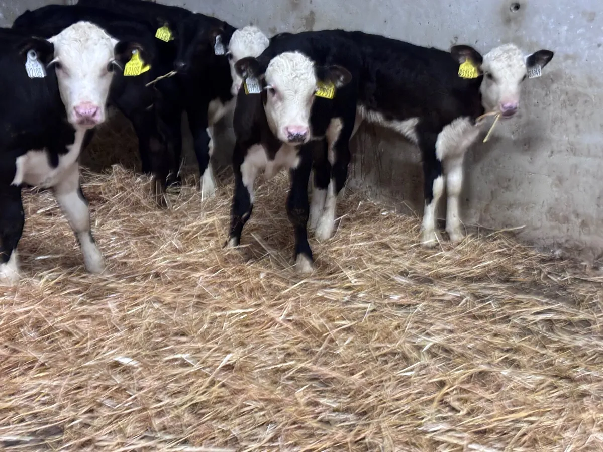 8 Hereford & Angus calves for sale - Image 3