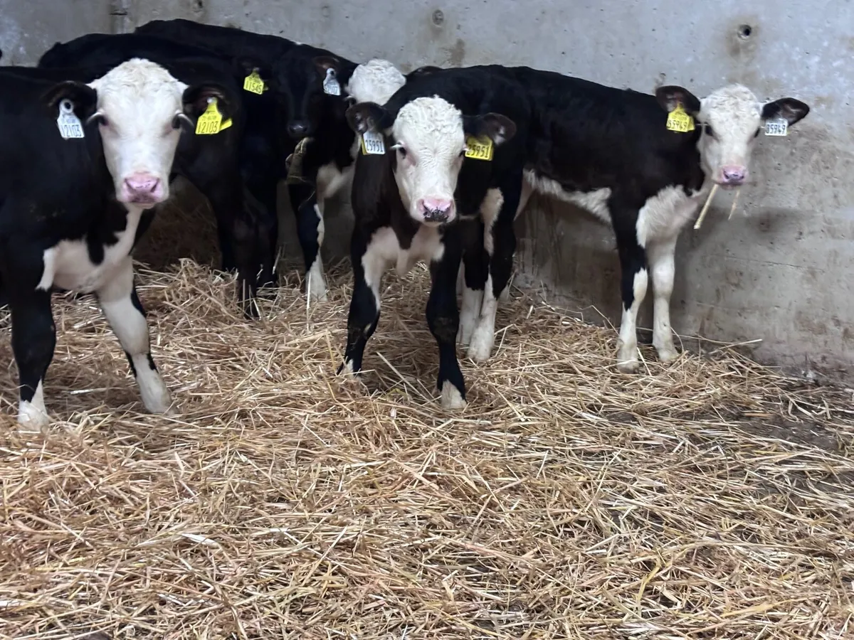 8 Hereford & Angus calves for sale - Image 2