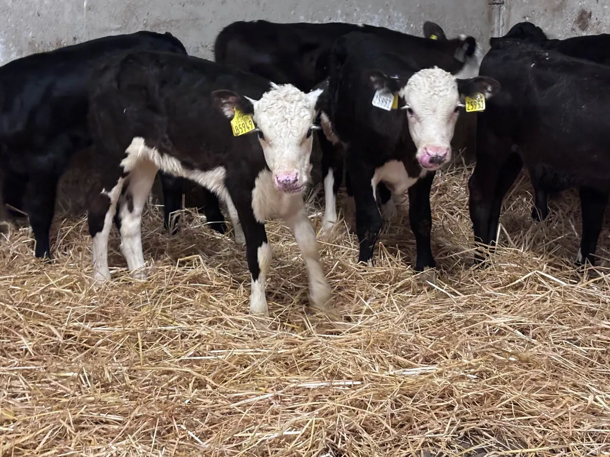 8 Hereford & Angus calves for sale - Image 4