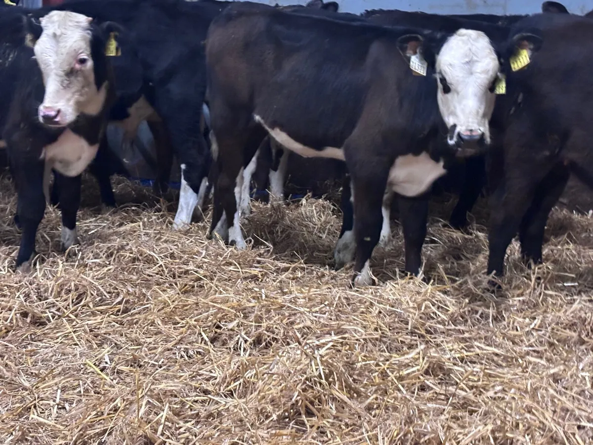 9 Weanlings for sale @€795 - Image 4