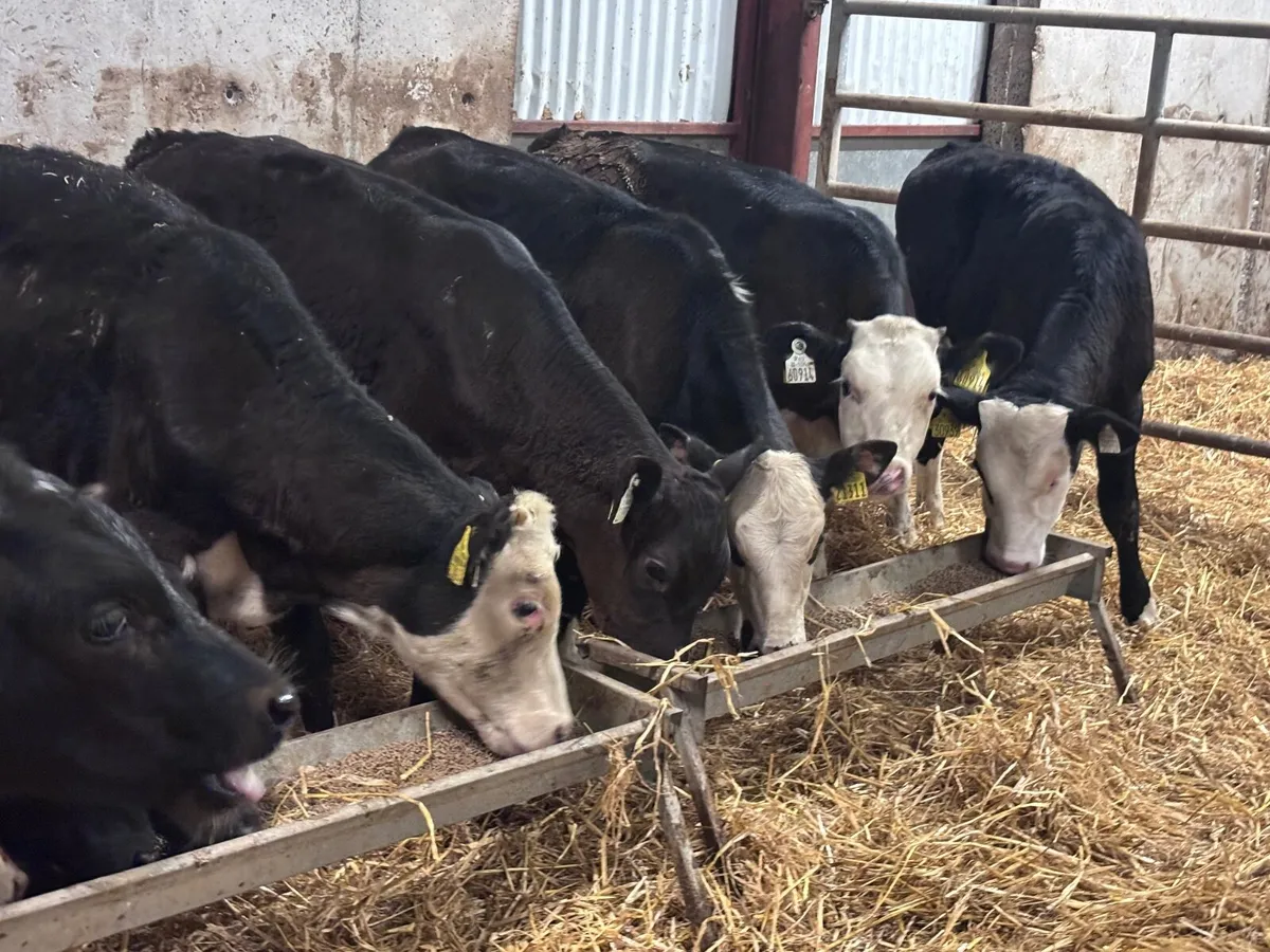 9 Weanlings for sale @€795 - Image 2