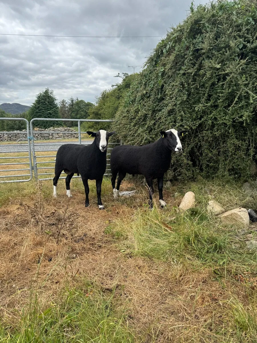 2 Pedigree registered Zwartbles Shearlings - Image 1