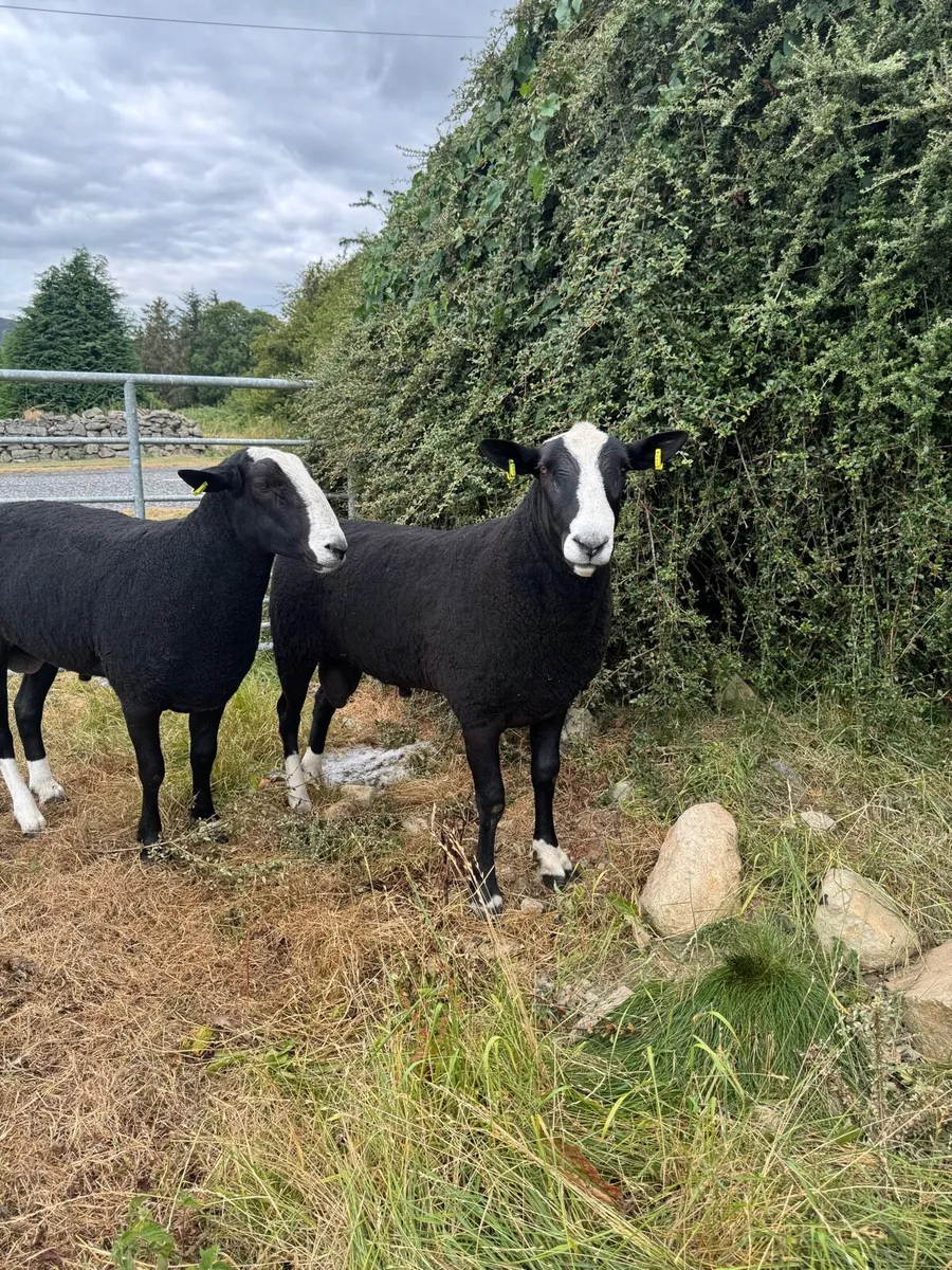 2 Pedigree registered Zwartbles Shearlings - Image 2