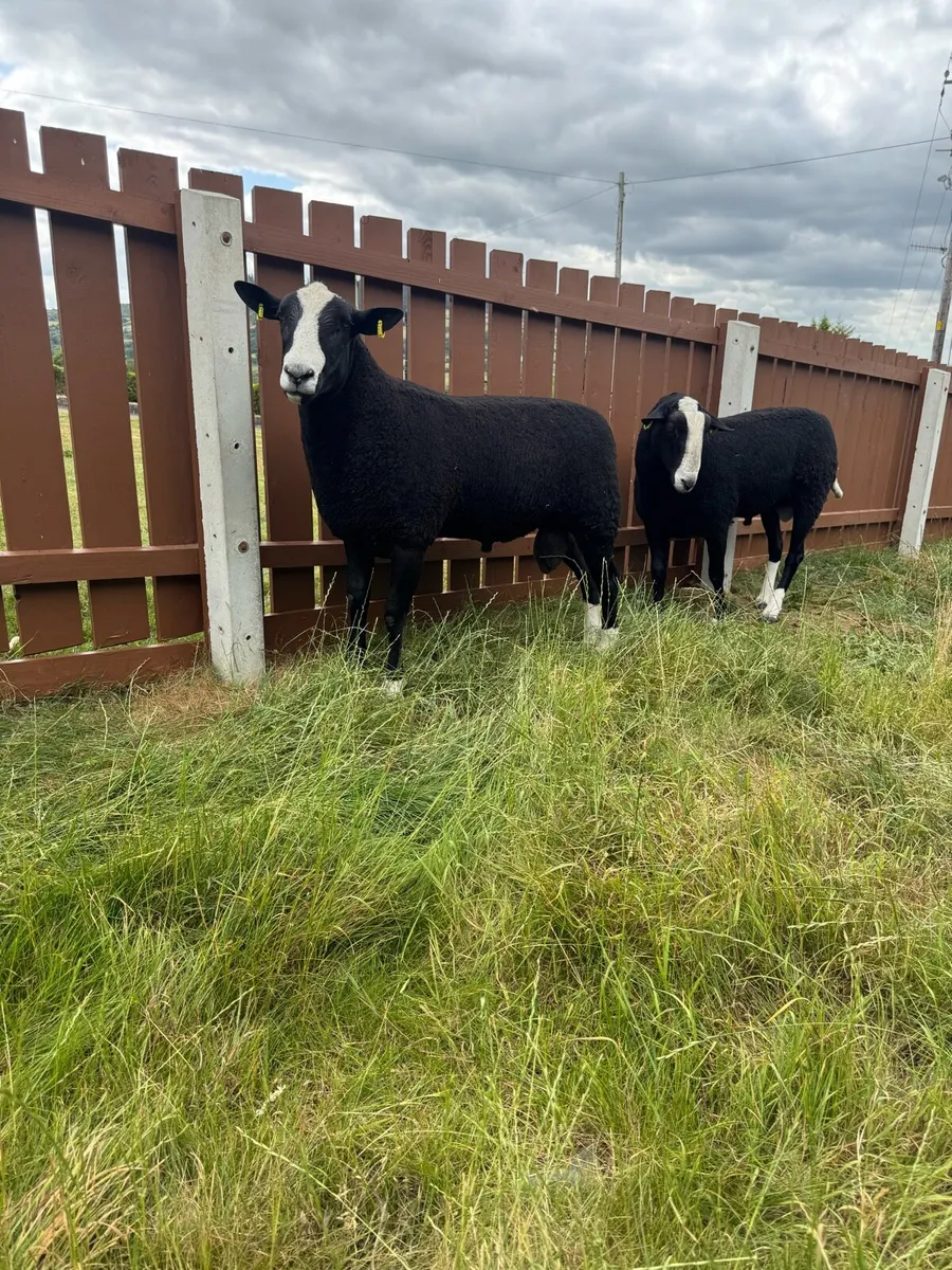 2 Pedigree registered Zwartbles Shearlings - Image 3