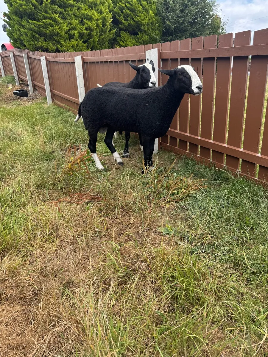 2 Pedigree registered Zwartbles Shearlings - Image 4
