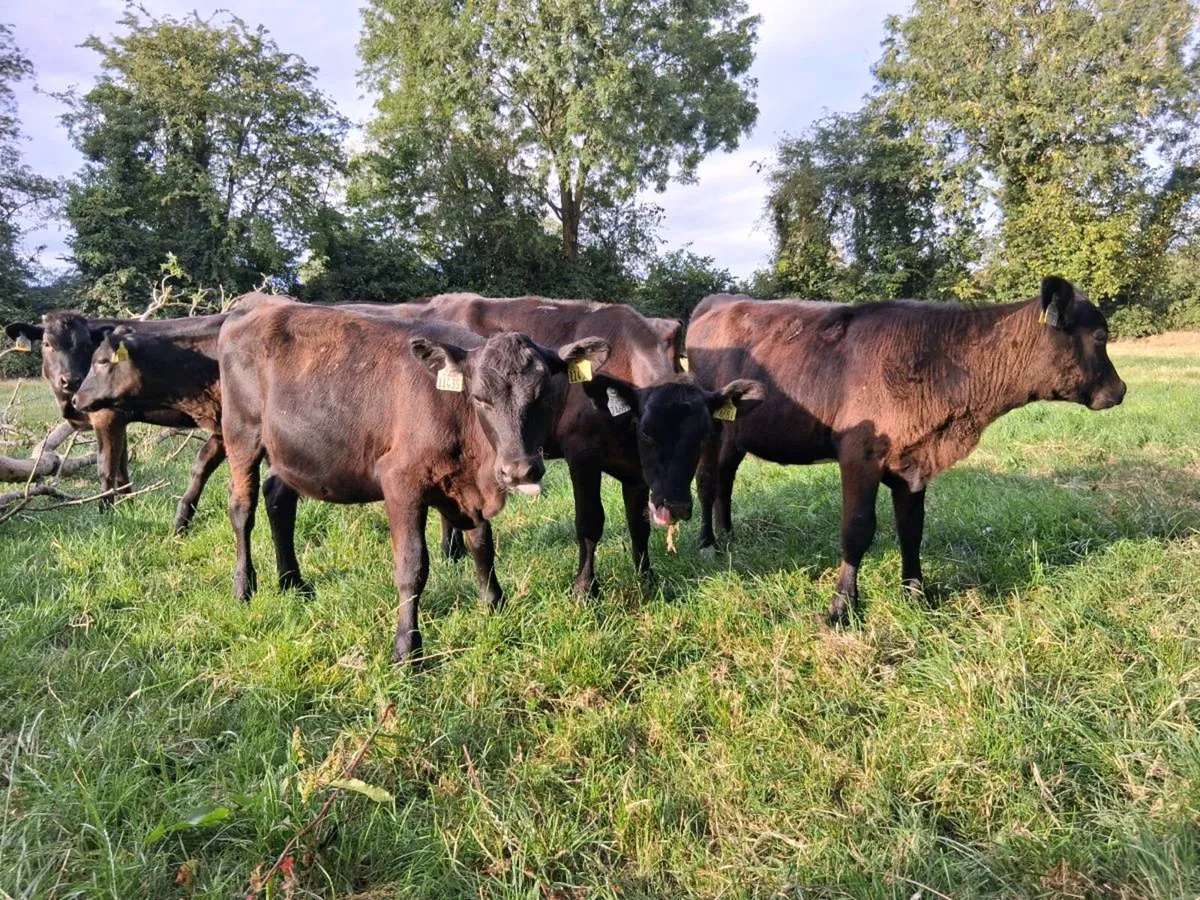 10 Angus Heifer Weanlings - Image 3