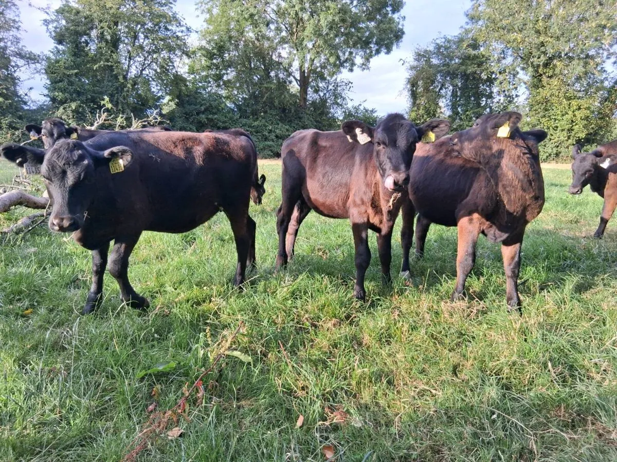 10 Angus Heifer Weanlings - Image 4
