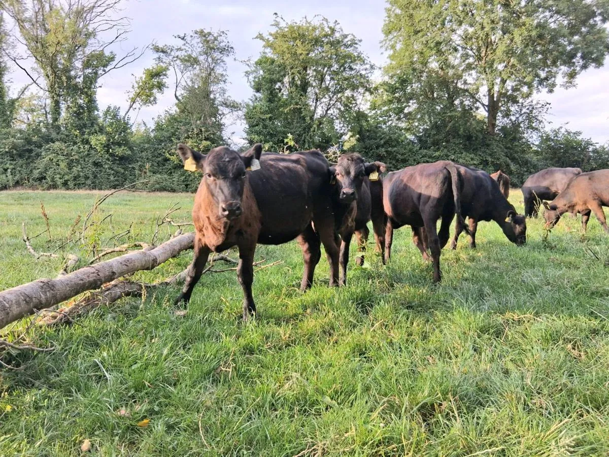 10 Angus Heifer Weanlings - Image 2