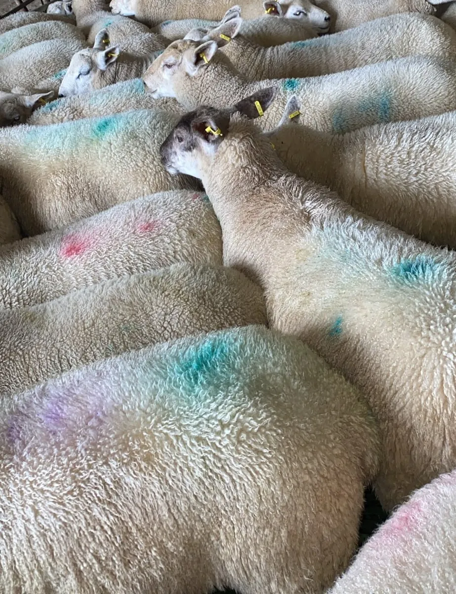 Store Lambs Ennis Mart Monday August 3rd - Image 1