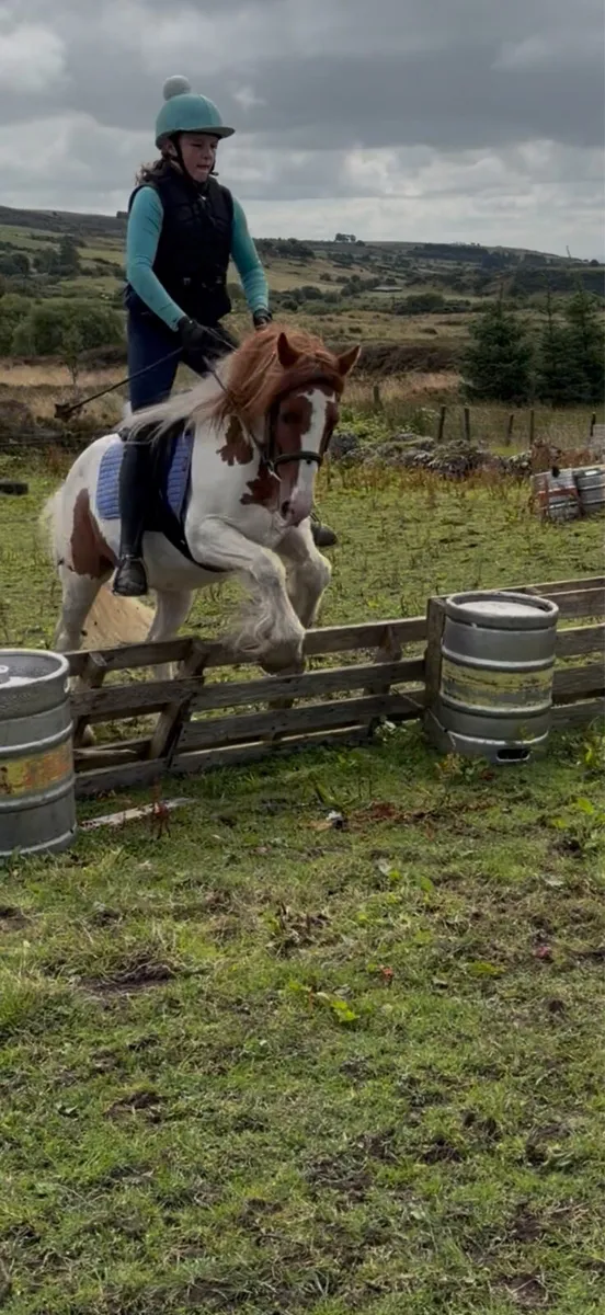 12.2 alrounder gelding - Image 2