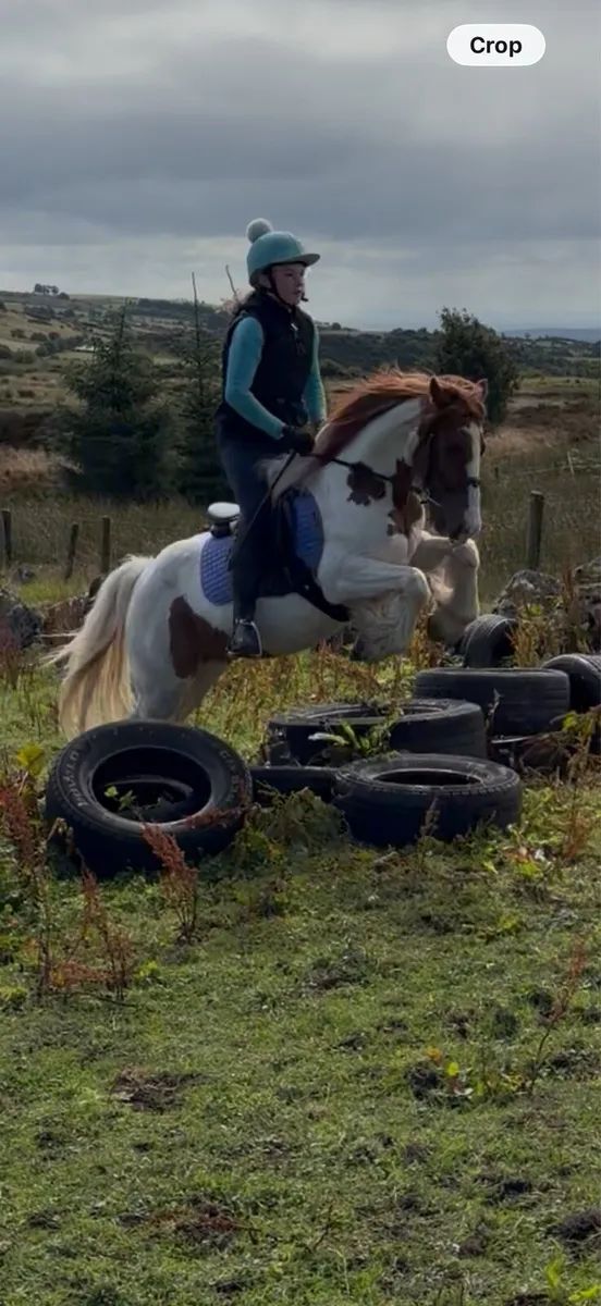12.2 alrounder gelding - Image 3