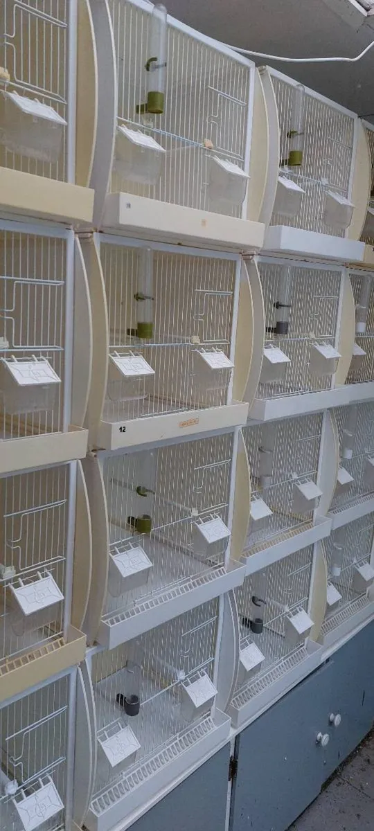 Bird cages - Image 2
