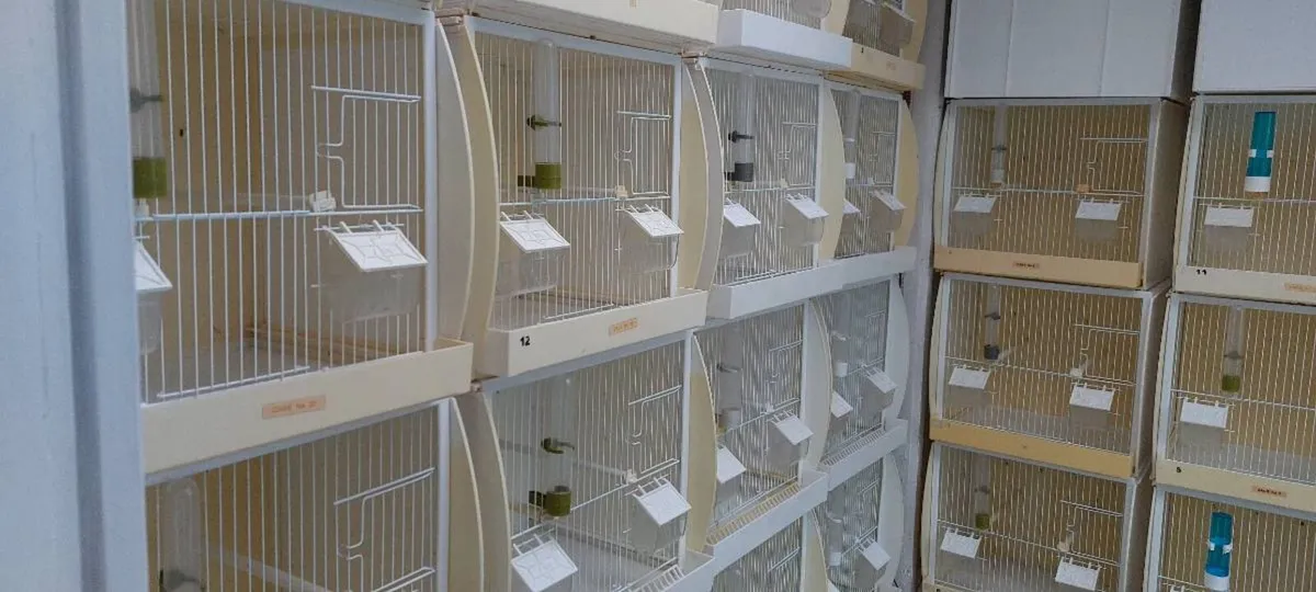 Bird cages - Image 3