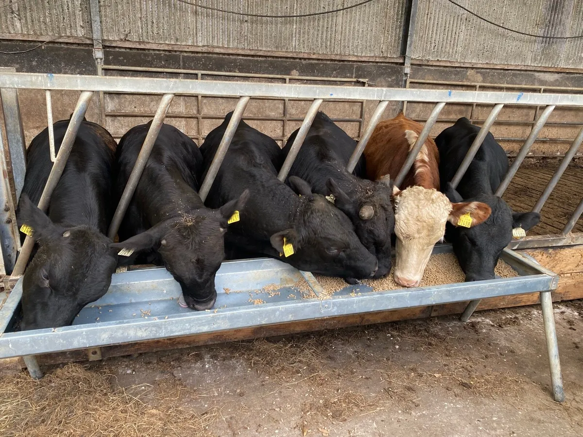 Bulls