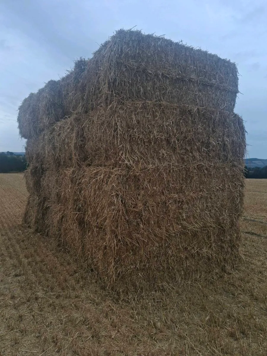 Barley and wheat straw - Image 2