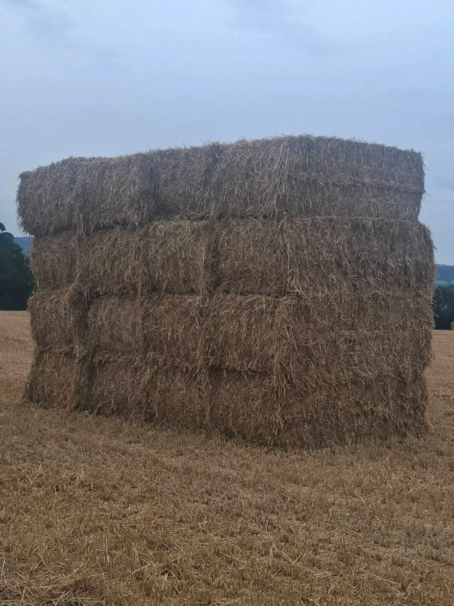Barley and wheat straw - Image 3